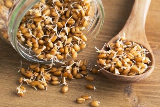 Sprouted wheat